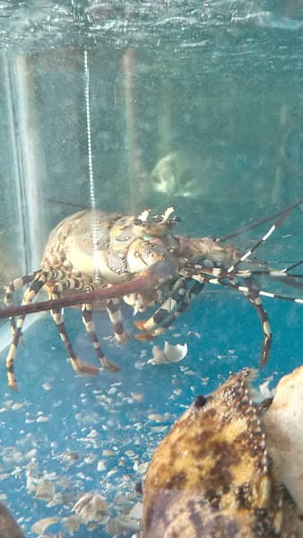 Hình ảnh Hải Sản Ngọc Hà - 3