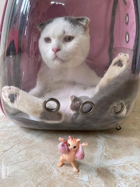 Thú Y - Thú Cưng HỒNG LAM- Buôn Ma Thuột