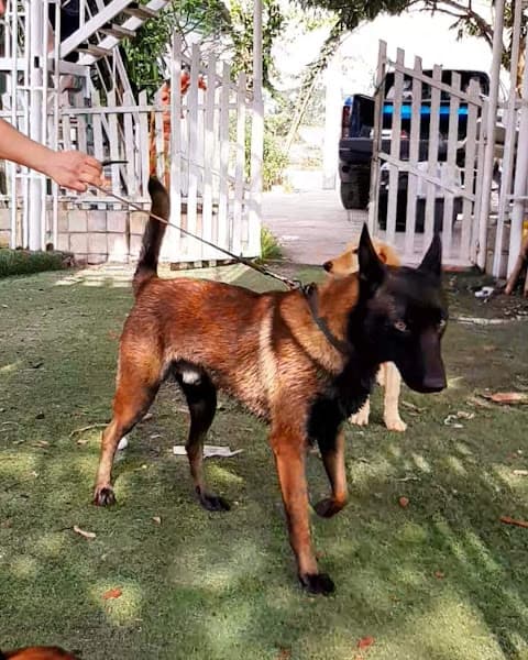 Hình ảnh Trung tâm huấn luyện chó bảo vệ đồng cỏ Bắc Ninh - 4