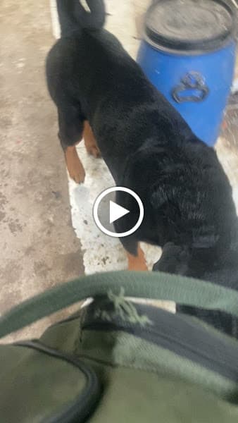 Hình ảnh Phòng khám thú Y Pet Hospital - 4