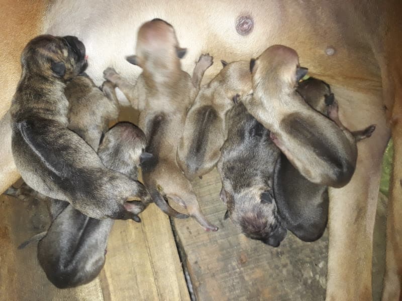 Hình ảnh trại chim chào mào đột biến gen tiến huế - 2