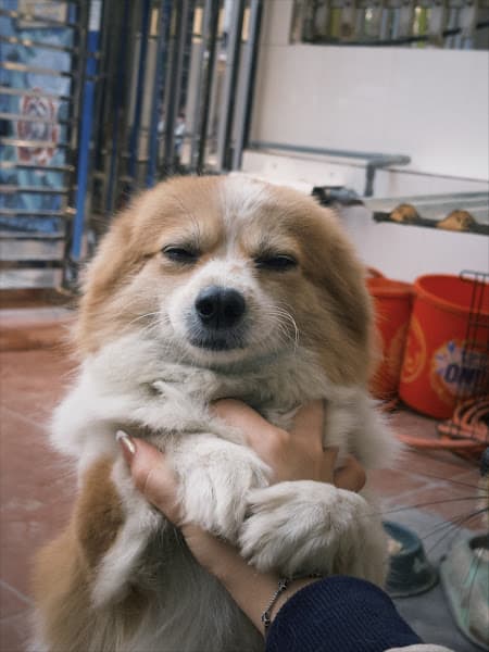 Hình ảnh Happy Pet - 4