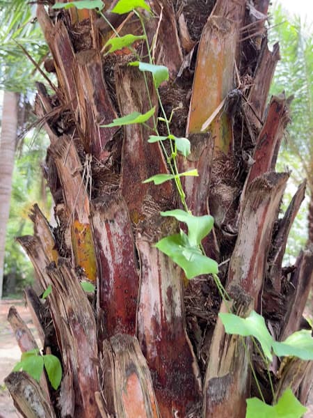 Hình ảnh Tamara-Vườn Chà Là - 4