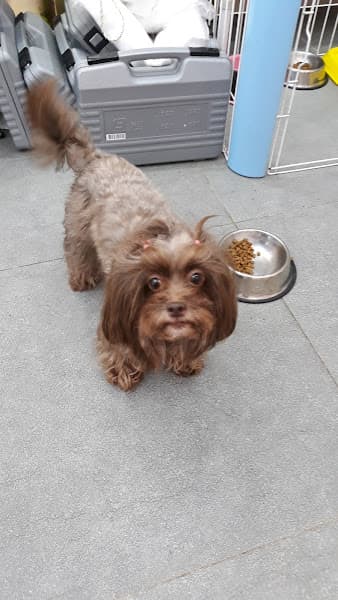 Hình ảnh Cắt Tỉa Lông Chó Mèo - KIMI PET Grooming Salon - 4