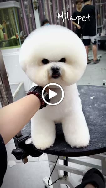 Hình ảnh MiLa Pet Gia Bình - Cửa Hàng Thú Cưng - 3