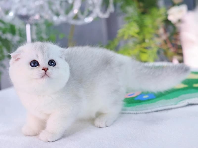 Hình ảnh Shop Thú Cưng Lavi Pet House | Địa Chỉ Bán Chó Mèo Cảnh & Thú Cưng Uy Tín - 2