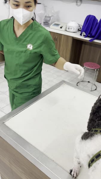 Hình ảnh Bệnh viện thú y PetHealth Từ Sơn - 3