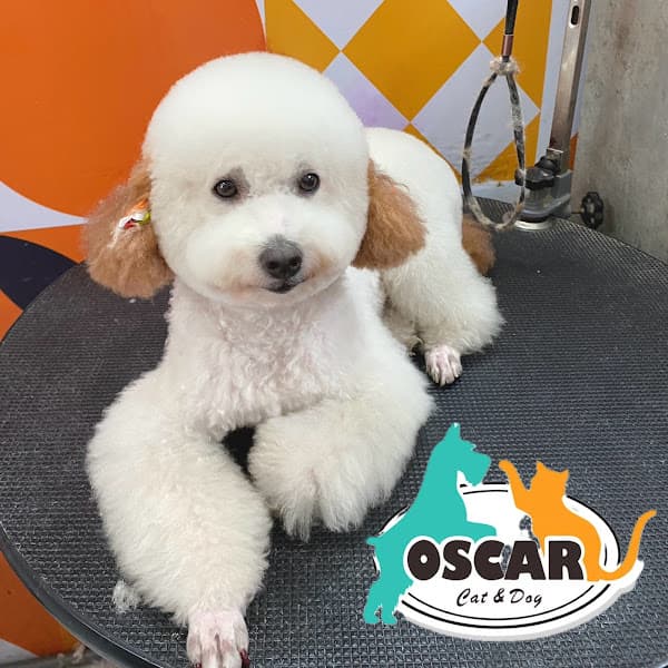 Hình ảnh Oscar Pet Shop-cắt tỉa lông chó mèo - 4