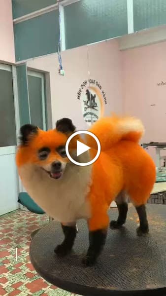 Hình ảnh Dịch vụ thú cưng Azpet Biên Hòa - 3