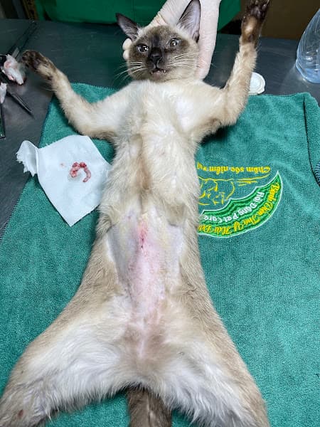 Hình ảnh Bệnh Viện Thú Y Hải Đăng - 3