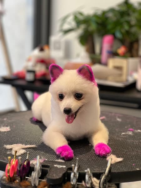 Hình ảnh DIỆU THÚ CƯNG - SPA CẮT TỈA - HOTEL LƯU TRÚ 20/24h - 4