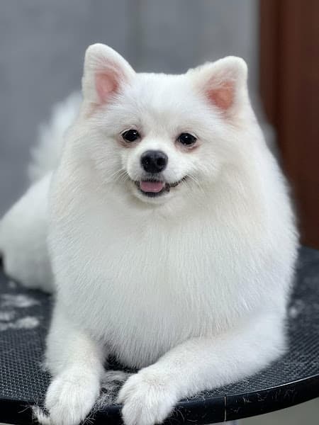 Hình ảnh The Pet Stop Gia Lai - 3