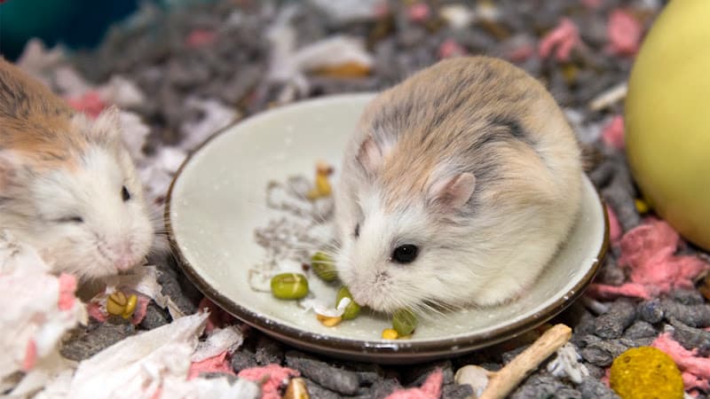 Hình ảnh Nobipet - 2