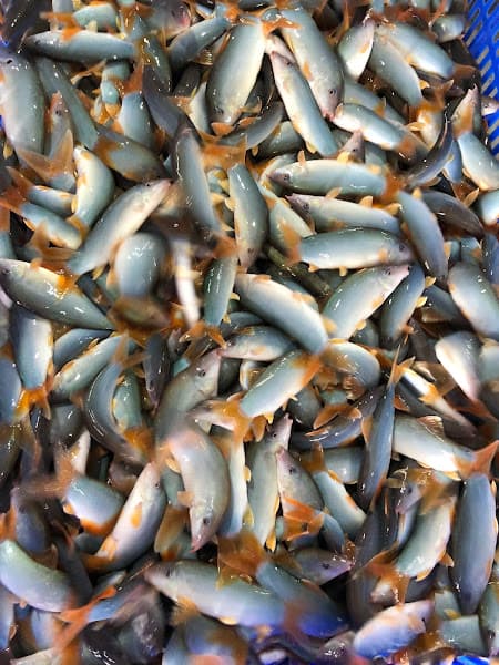 Hình ảnh Vựa cá Tầm Hải sản Cần Thơ - Hải Phú Thịnh - 4