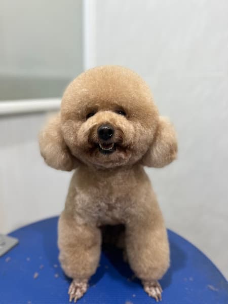 Hình ảnh Phòng Khám Thú Y Minh Tiến Châu Đức - 2