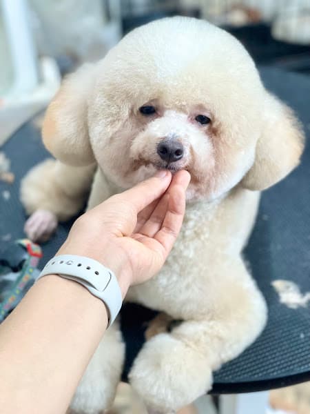 Hình ảnh Hpet-Siêu thị thú cưng Thanh Hoá - 3