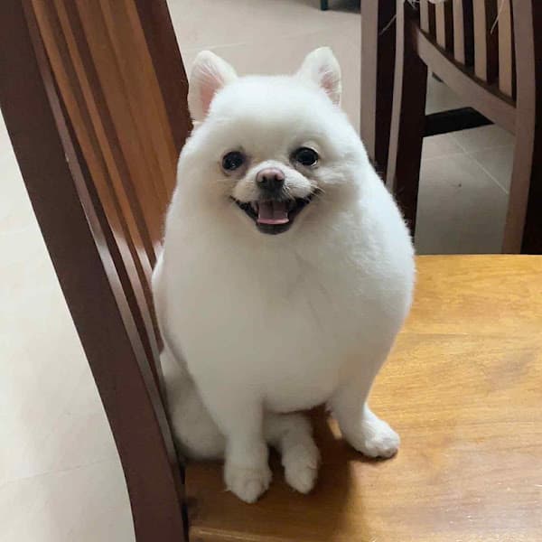 Hình ảnh FLUFFY PET SHOP - 2