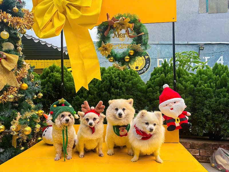 Hình ảnh District 4 Pet Hotel Resort & Spa - 5