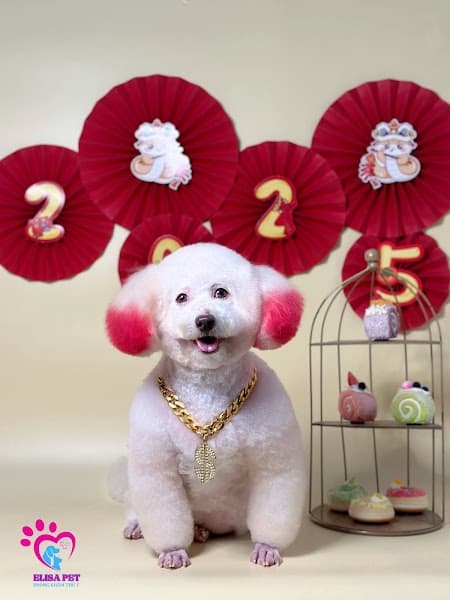 Hình ảnh Phòng khám thú y Mỹ Tho - ELISA PET - 2