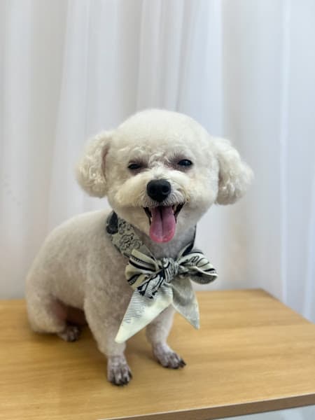 Hình ảnh Inu Pets Spa thú cưng Đà Lạt - 2