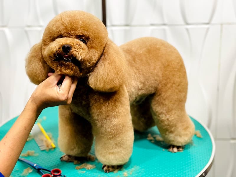 Hình ảnh PET CARE - 4