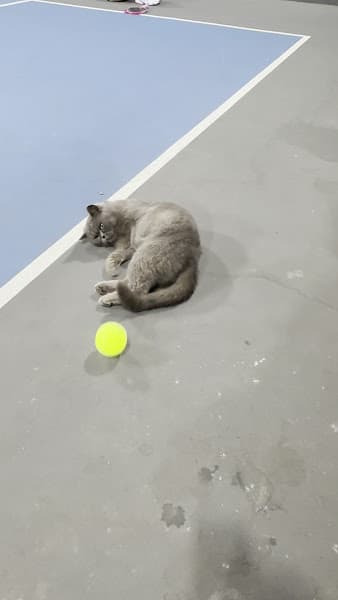 Hình ảnh Mai Trang Pickleball - 3