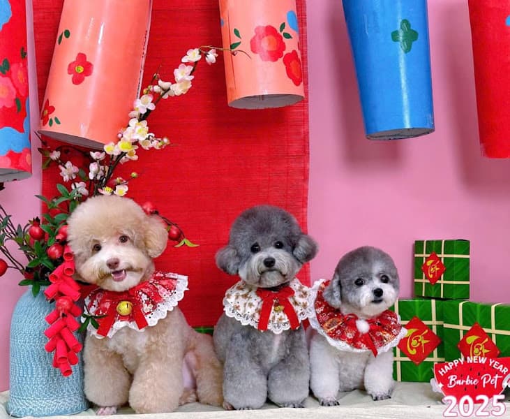 Hình ảnh Barbie Pet Thượng Đình - Cửa Hàng Thú Cưng - 2