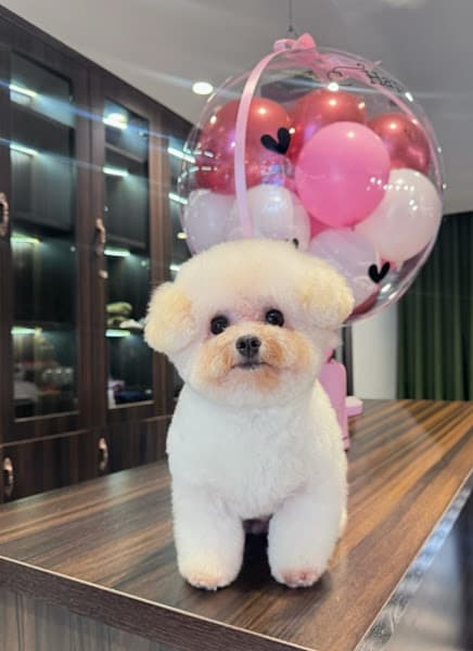 Hình ảnh Mây Pet & Spa - 2