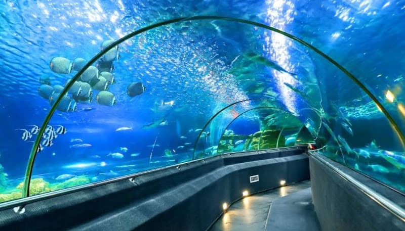 Hình ảnh Bảo Tàng Hải Dương Học - 2