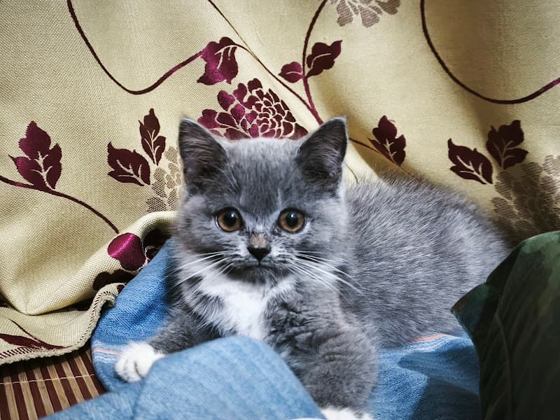 Hình ảnh Bệnh viện thú y VPET - 4