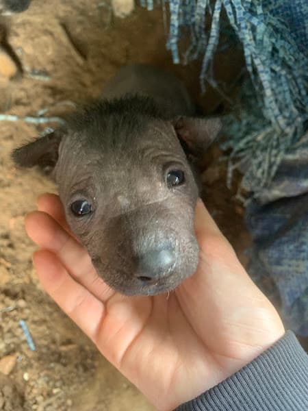 Ảnh bìa Vani Pet Spa