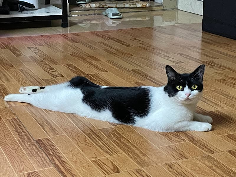 Hình ảnh Dịch vụ thú y Hope (688B Thiên Lôi) - 5