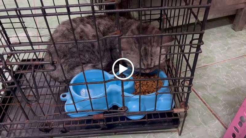 Hình ảnh Phòng Khám Thú Y Xuân Lộc - Khám, Điều Trị Bệnh Chó Mèo Tại Gia Ray - 2