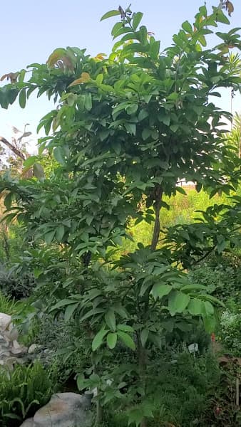 Hình ảnh Gagaco - Cà phê sân vườn thảo mộc - 2