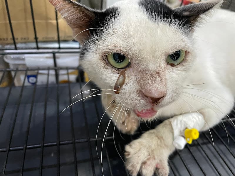 Hình ảnh Phòng Khám Thú Y Hiền Hoà Cơ Sở Long Bình Tân - 4