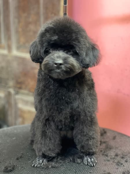 Hình ảnh Bệnh Viện Thú Y HomePet Bắc Ninh - 2