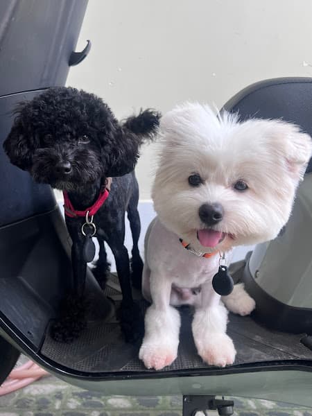 Hình ảnh Juli Pet Salon - Nha Trang - 2