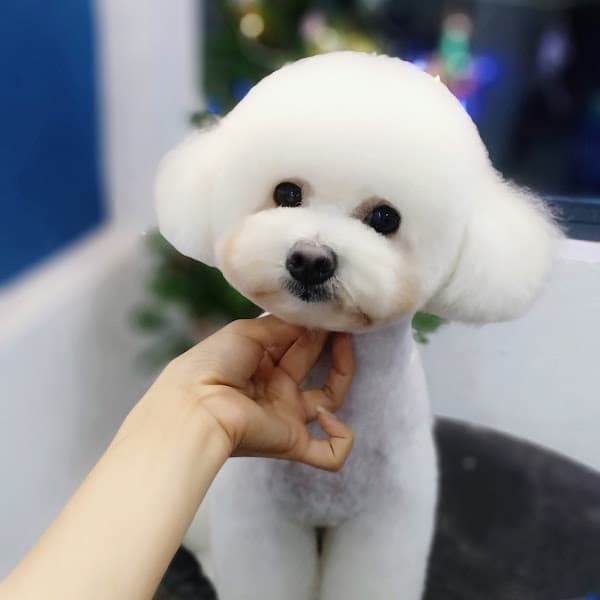 Hình ảnh Bunn Pet Coming - Petshop & Spa Chó Mèo Hoàng Mai - 3