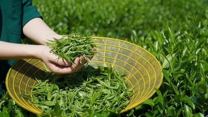 Hình ảnh Đặc sản Phú Thọ - 2