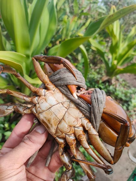 Hình ảnh Hải Sản - Gò Dầu Tây Ninh - 2