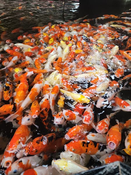 Hình ảnh King Koi Coffee - 2