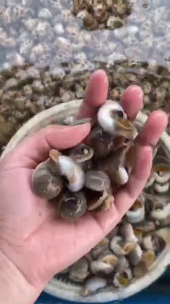 Hình ảnh Vựa Hải Sản Sáu Ốc Chợ Tân Hiệp Biên Hoà Đồng Nai - 2