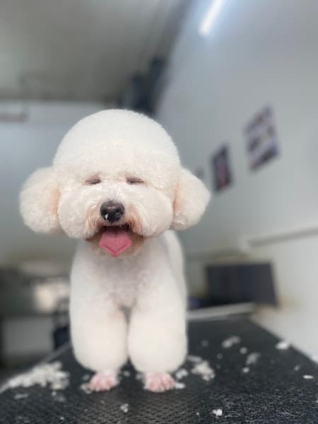 Hình ảnh TPet Spa-Tiệm Làm Đẹp Thú Cưng - 3