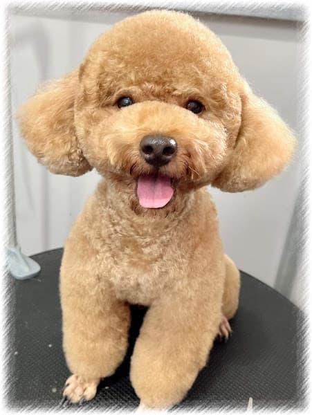 Điệu Petshop - Tiệm Làm Đẹp Thú Cưng