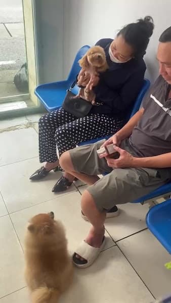 Hình ảnh Island Pet - 3