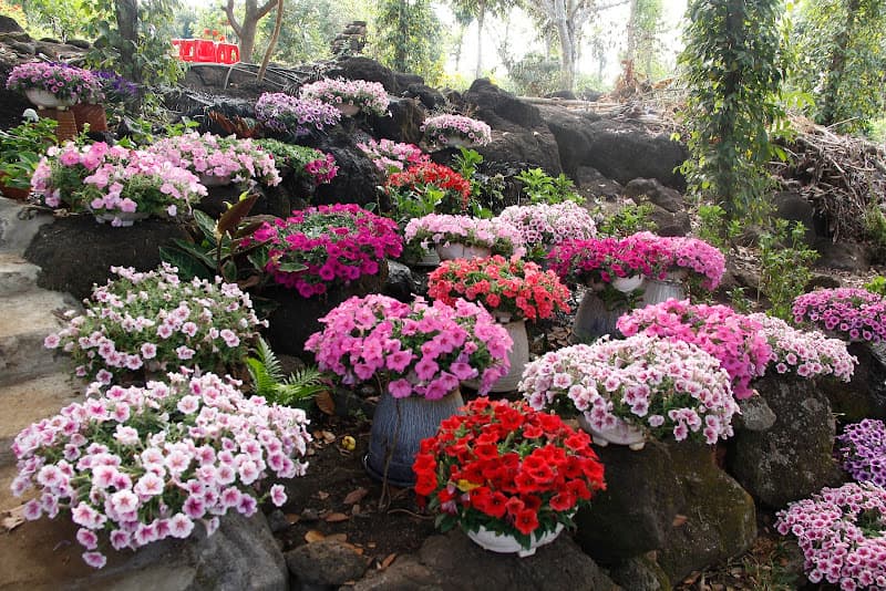 Hình ảnh Vườn Hồng Thanh Trà - 4