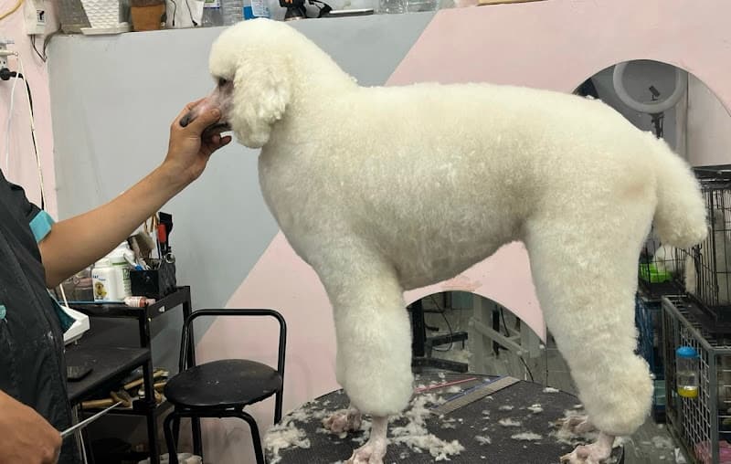 Hình ảnh Phòng Khám Thú Y Thảo Nguyên - 4