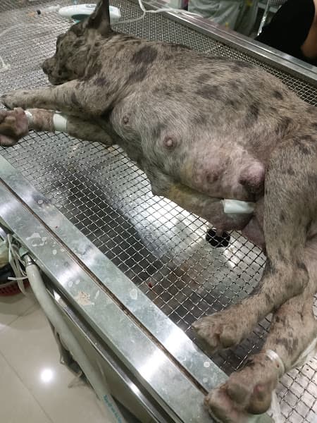 Hình ảnh Phòng khám Thú Y Thuận Thành - 3