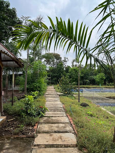 Hình ảnh Vườn Du lịch trái cây Tám Lệ - 2