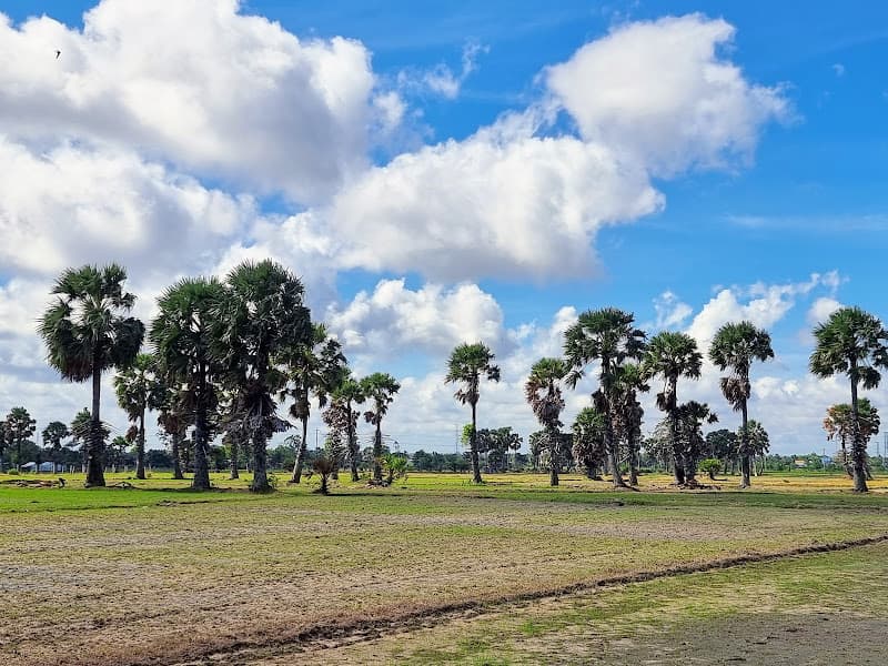 Hình ảnh Cánh đồng Thốt Nốt - Vĩnh Trung - An Giang - 4